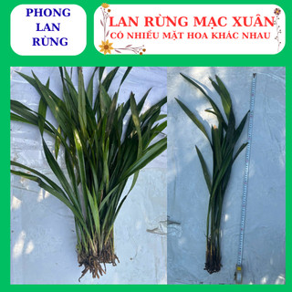 Lan rừng mạc xuân thân dài nhiều thân con, nhiều mặt hoa đẹp