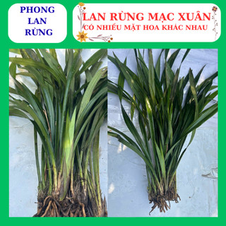 Lan rừng mạc xuân thân dài nhiều thân con, nhiều mặt hoa đẹp