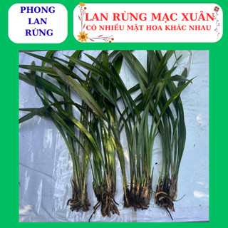Lan rừng mạc xuân thân dài nhiều thân con, nhiều mặt hoa đẹp