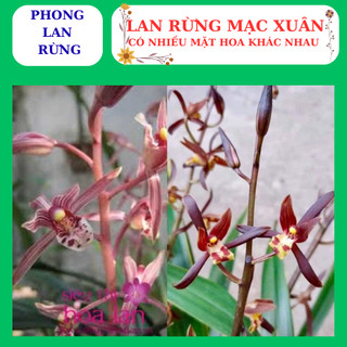 Lan rừng mạc xuân thân dài nhiều thân con, nhiều mặt hoa đẹp