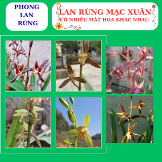 Lan rừng mạc xuân thân dài nhiều thân con, nhiều mặt hoa đẹp