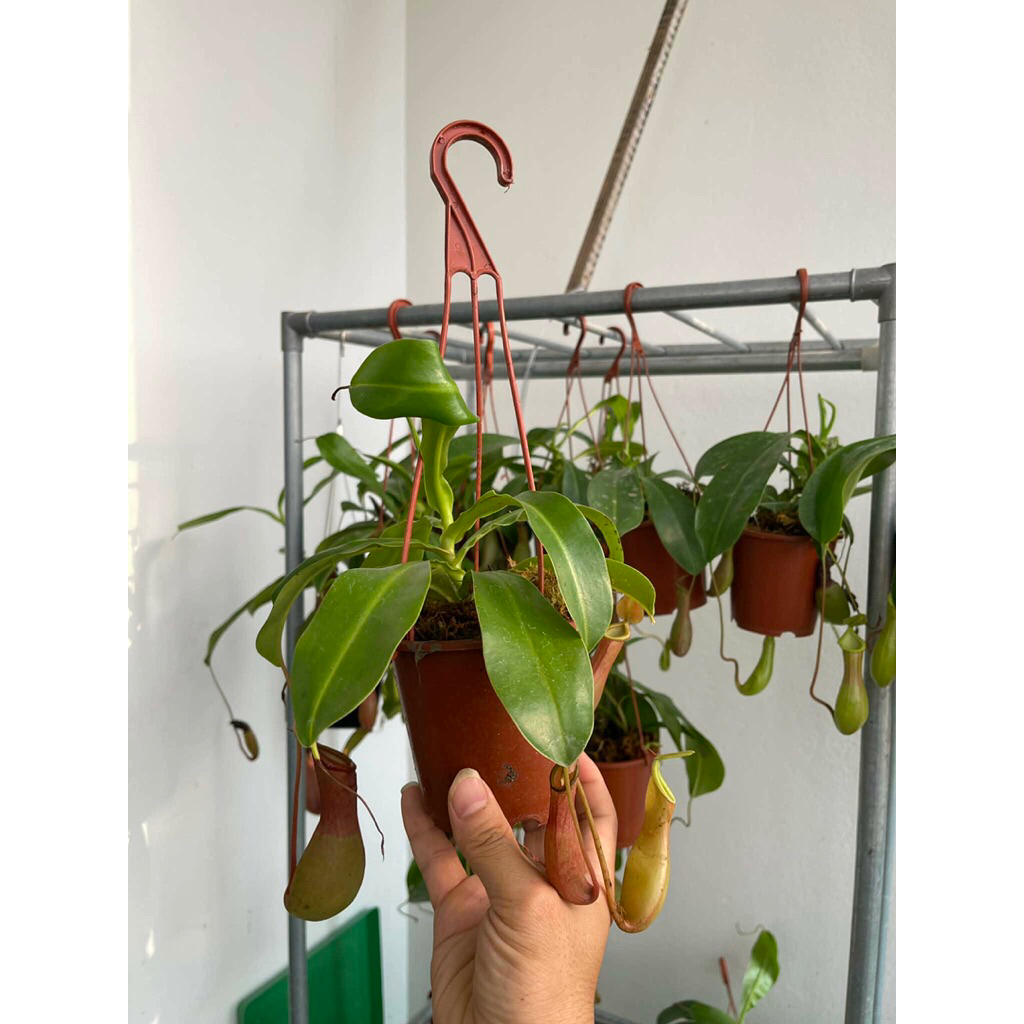 Chậu treo nắp ấm Gaya ( Nepenthes st Gaya ),dòng sân vườn rực rỡ,khoẻ dễ chăm