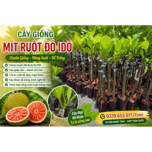 CÂY GIỐNG MÍT RUỘT ĐỎ IDO – GIỐNG HOT, TRỒNG LÀ CÓ LỜi.