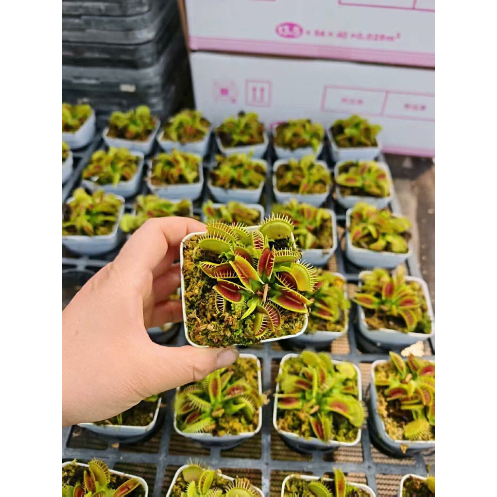 Cây bắt ruồi muỗi,cây ăn thịt cây bẫy kẹp flytrap,cây nắp ấm
