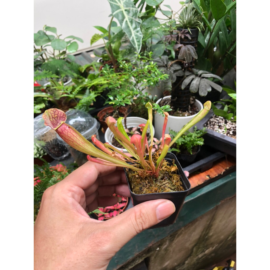 Chậu Hố bẫy Swan ( tên đầy đủ Sarracenia x Swaniana ) ,trang trí sân vườn