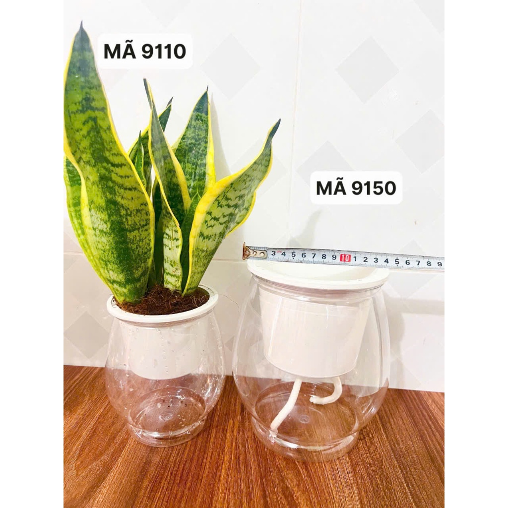 Chậu trồng cây thuỷ sinh size to 9150 kt 18*13cm, chậu tự tưới thông minh, bể cá mini để bàn