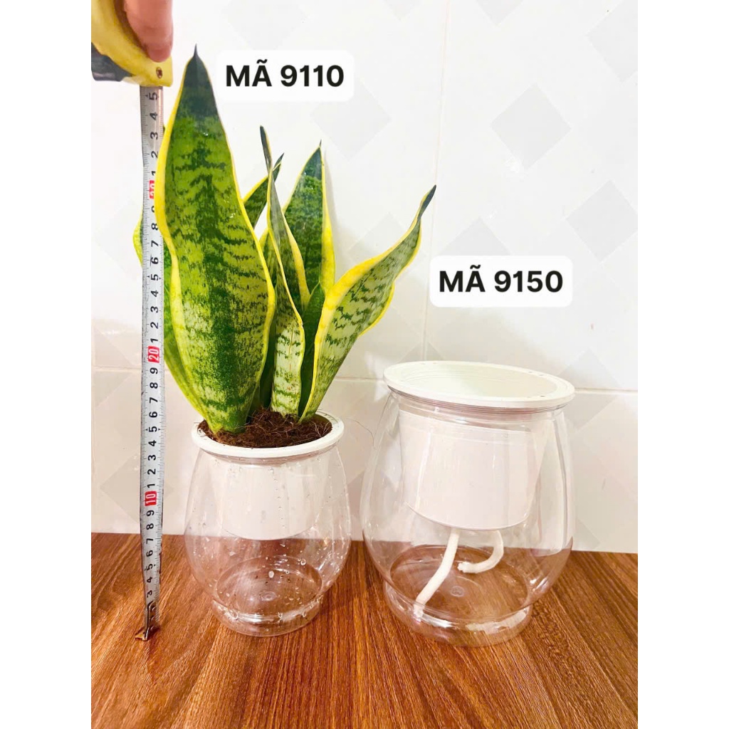 Chậu trồng cây thuỷ sinh size to 9150 kt 18*13cm, chậu tự tưới thông minh, bể cá mini để bàn