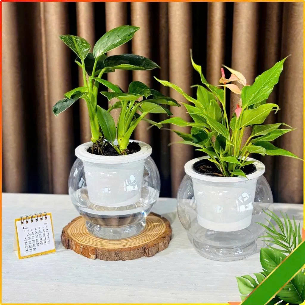 Chậu trồng cây thuỷ sinh size to 8150 kt 16*13cm, chậu tự tưới thông minh, bể cá mini để bàn