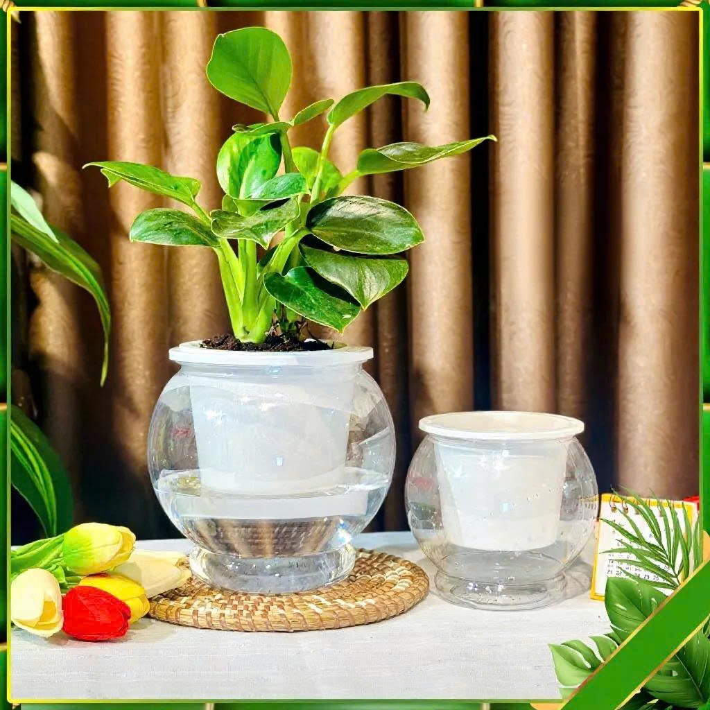 Chậu trồng cây thuỷ sinh size to 8150 kt 16*13cm, chậu tự tưới thông minh, bể cá mini để bàn