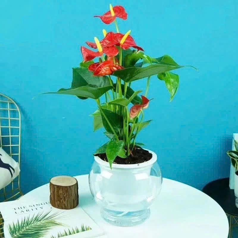 Chậu trồng cây thuỷ sinh size to 8150 kt 16*13cm, chậu tự tưới thông minh, bể cá mini để bàn