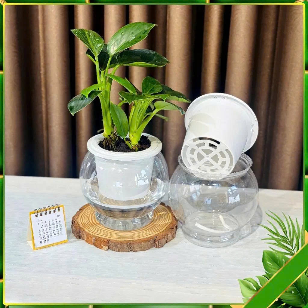Chậu trồng cây thuỷ sinh size to 8150 kt 16*13cm, chậu tự tưới thông minh, bể cá mini để bàn