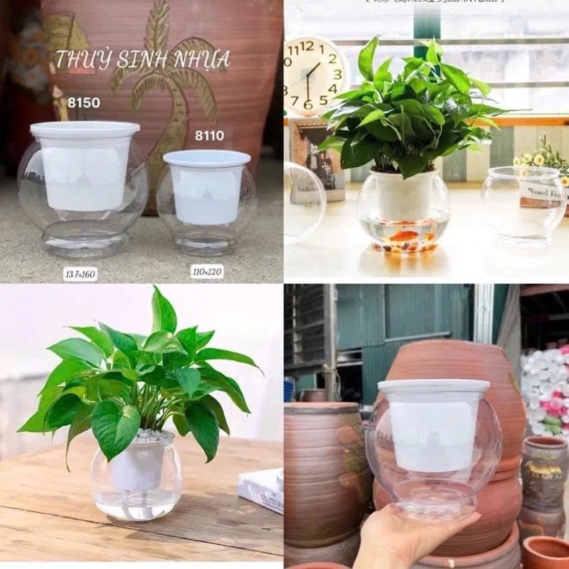 Chậu trồng cây thuỷ sinh size to 8150 kt 16*13cm, chậu tự tưới thông minh, bể cá mini để bàn