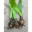 Củ Giống Hoa Huệ Tây Hoa Màu Đỏ Nhung
