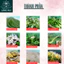 Làng Mai - Bột thảo dược Làm sach Kháng khuẩn,Trầu không, Lá nhội, Chè xanh, Khổ sâm.