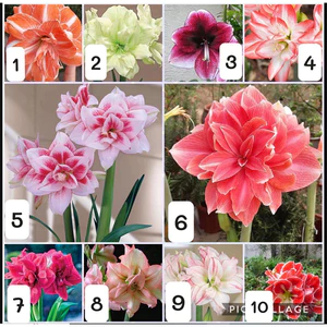 Củ Giống Hoa Huệ Tây Hoa Màu Đỏ Nhung