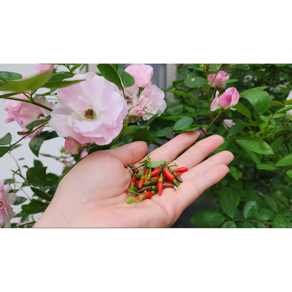 Bầu Giống Ớt Thóc Rừng Sẵn Quả Lâu Năm Cay Cực Thơm Ngon, Siêu Năng Suất
