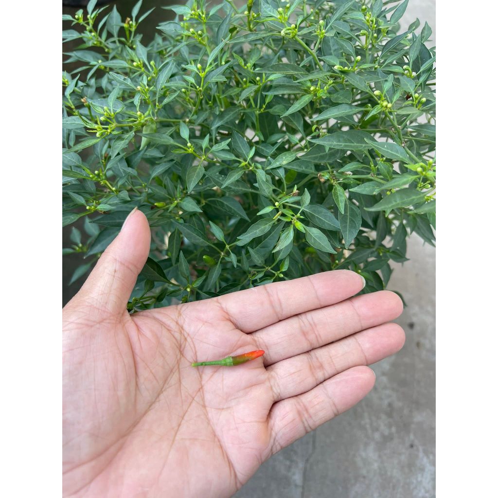 Bầu Giống Ớt Thóc Rừng Sẵn Quả Lâu Năm Cay Cực Thơm Ngon, Siêu Năng Suất