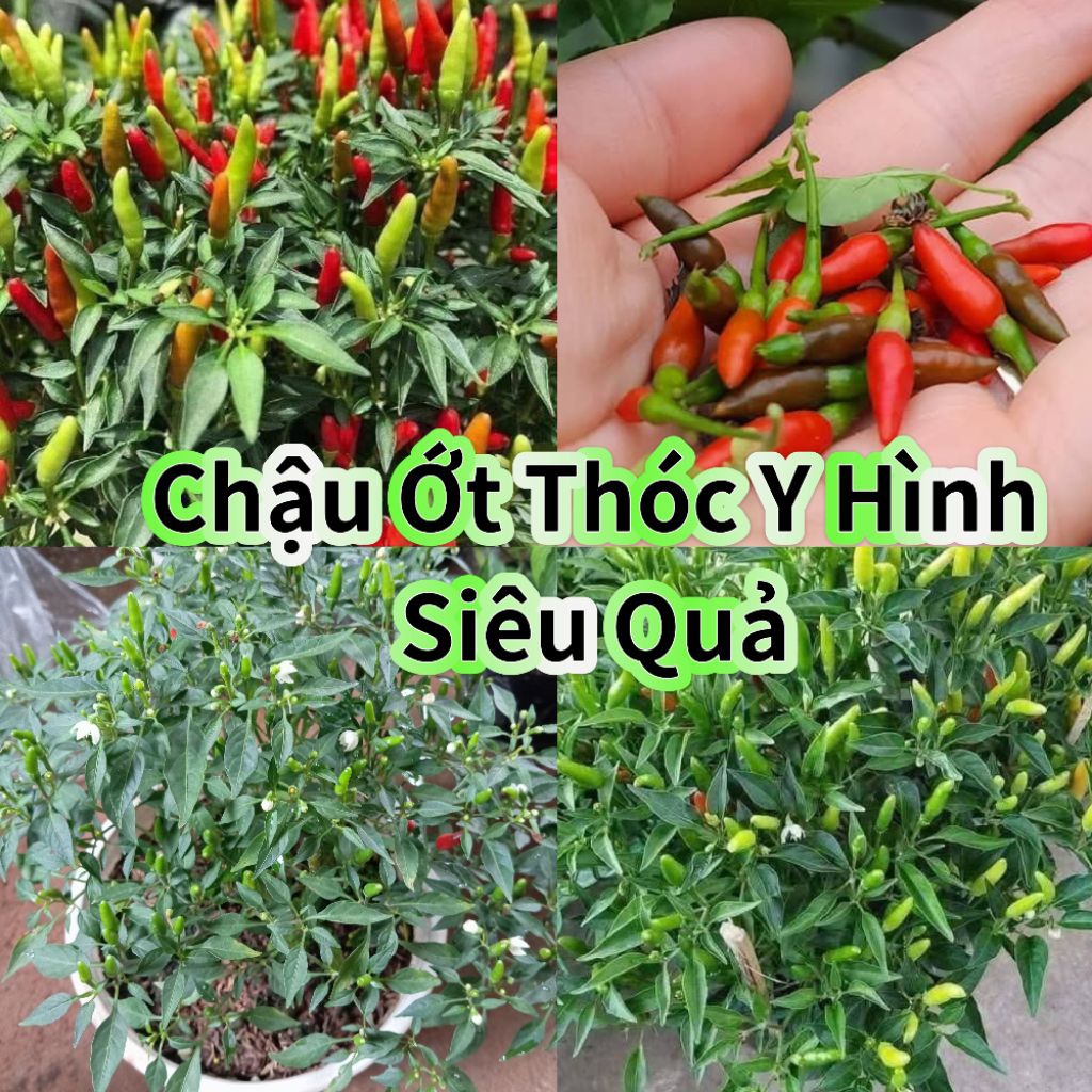 Bầu Giống Ớt Thóc Rừng Sẵn Quả Lâu Năm Cay Cực Thơm Ngon, Siêu Năng Suất