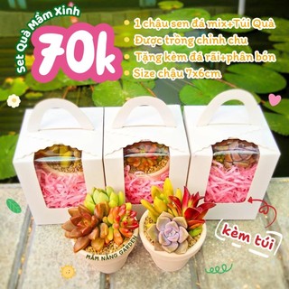 [Quà Tặng Ý Nghĩa] Set Sen Đá Mix Chậu 7x6cm Kèm Hộp – MẦM NẮNG GARDEN – Thích Hợp Làm Quà Tặng, Sự Kiện, Quà Cưới
