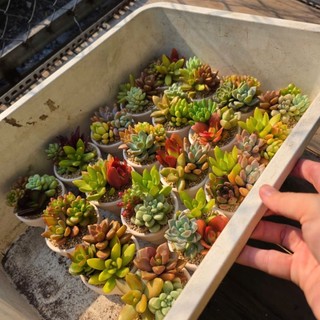 [Quà Tặng Ý Nghĩa] Set Sen Đá Mix Chậu 7x6cm Kèm Hộp – MẦM NẮNG GARDEN – Thích Hợp Làm Quà Tặng, Sự Kiện, Quà Cưới