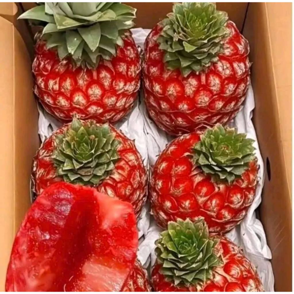Cây Dứa Mật Hồng Đào (Khóm/Thơm) – Giống Không Gai, Dễ Trồng