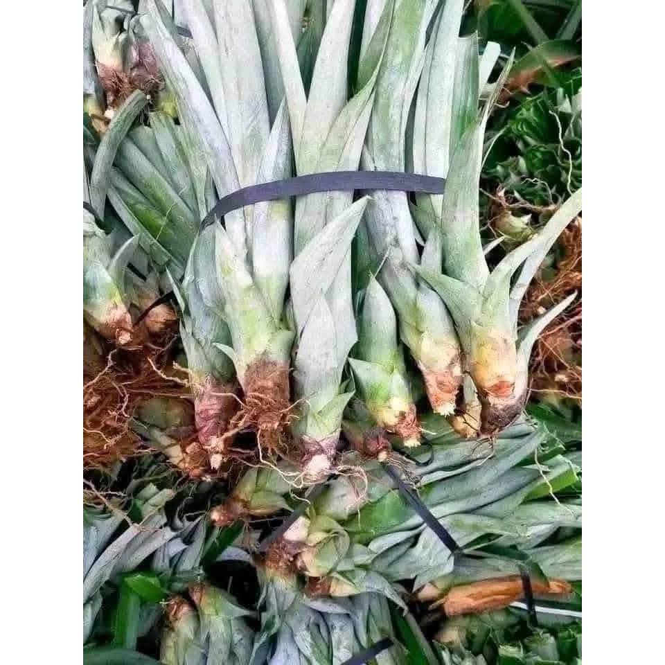Cây Dứa Mật Hồng Đào (Khóm/Thơm) – Giống Không Gai, Dễ Trồng