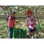 Cây Nho Leo Trồng Chậu – Nho Ninh Thuận Ăn Trái