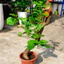Cây Nho Leo Trồng Chậu – Nho Ninh Thuận Ăn Trái