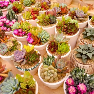 Set Quà Mầm Xinh – Chậu Sen Đá Mix 7x6cm  Kèm Túi Giấy Quai Xách Sang Trọng – MẦM NẮNG GARDEN – Thích Hợp Làm Quà Tặng