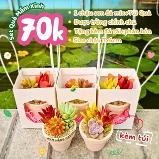 Set Quà Mầm Xinh – Chậu Sen Đá Mix 7x6cm  Kèm Túi Giấy Quai Xách Sang Trọng – MẦM NẮNG GARDEN – Thích Hợp Làm Quà Tặng