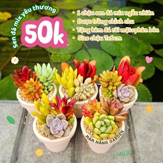 Set Quà Mầm Xinh – Chậu Sen Đá Mix 7x6cm  Kèm Túi Giấy Quai Xách Sang Trọng – MẦM NẮNG GARDEN – Thích Hợp Làm Quà Tặng