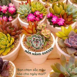 Set Quà Mầm Xinh – Chậu Sen Đá Mix 7x6cm  Kèm Túi Giấy Quai Xách Sang Trọng – MẦM NẮNG GARDEN – Thích Hợp Làm Quà Tặng