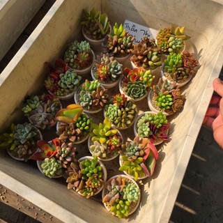 [Quà Tặng Ý Nghĩa] Set Sen Đá Mix Chậu 7x6cm Kèm Hộp – MẦM NẮNG GARDEN – Thích Hợp Làm Quà Tặng, Sự Kiện, Quà Cưới