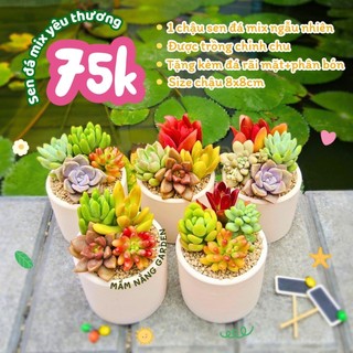 Combo Sen Đá Mix Nhiều Loại Siêu Xinh - Chậu Sứ Trắng 8x8cm (Tặng Đá Rải + Phân Bón) - Mầm Nắng Garden