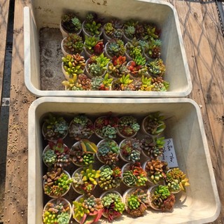 [Quà Tặng Ý Nghĩa] Set Sen Đá Mix Chậu 7x6cm Kèm Hộp – MẦM NẮNG GARDEN – Thích Hợp Làm Quà Tặng, Sự Kiện, Quà Cưới