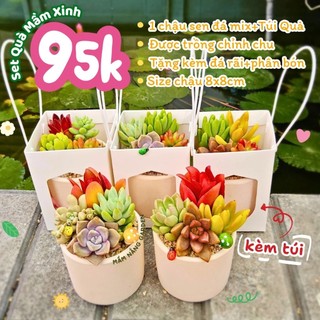 Set Quà Tặng Sen Đá Mix Xinh - Kèm Túi Xách Cao Cấp - Chậu Đất Nung 8x8cm (Tặng Đá Rải + Phân Bón) - Mầm Nắng Garden