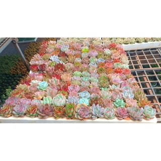 Set Quà Tặng Sen Đá Mix Xinh - Kèm Túi Xách Cao Cấp - Chậu Đất Nung 8x8cm (Tặng Đá Rải + Phân Bón) - Mầm Nắng Garden