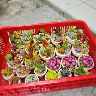 Set sen đá mix kèm chậu nhiều size được trồng sẵn và có sẵn tại vườn Mầm Nắng Garden lỗi 1 đền 1