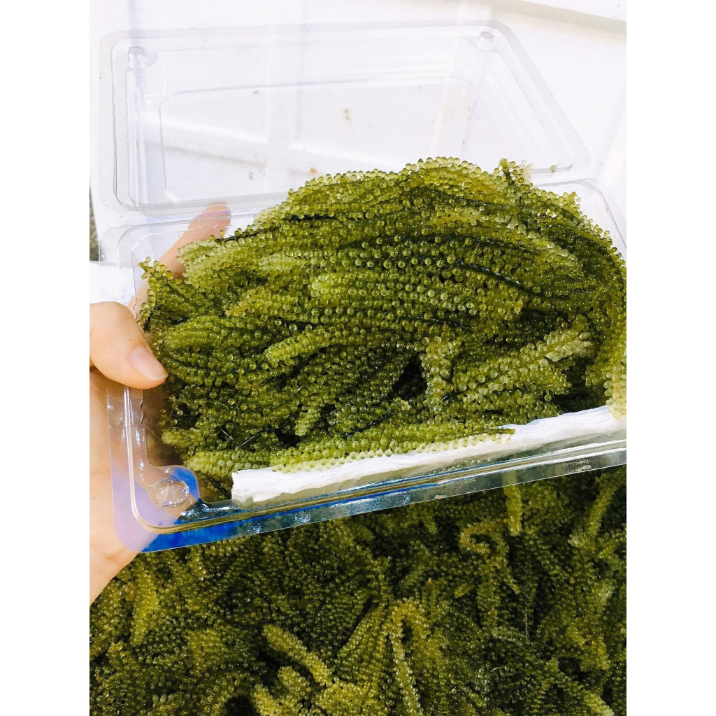 Rong nho tươi 1kg Khánh Hoà - Ship hoả tốc khu vực HCM