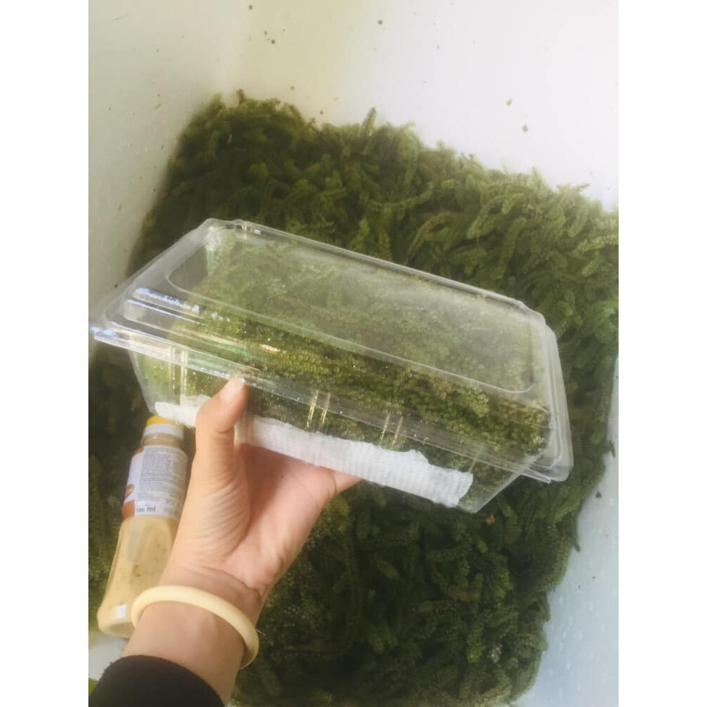 Rong nho tươi 1kg Khánh Hoà - Ship hoả tốc khu vực HCM