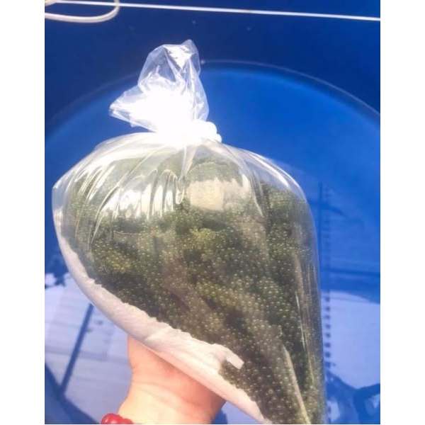 Rong nho tươi 1kg Khánh Hoà - Ship hoả tốc khu vực HCM