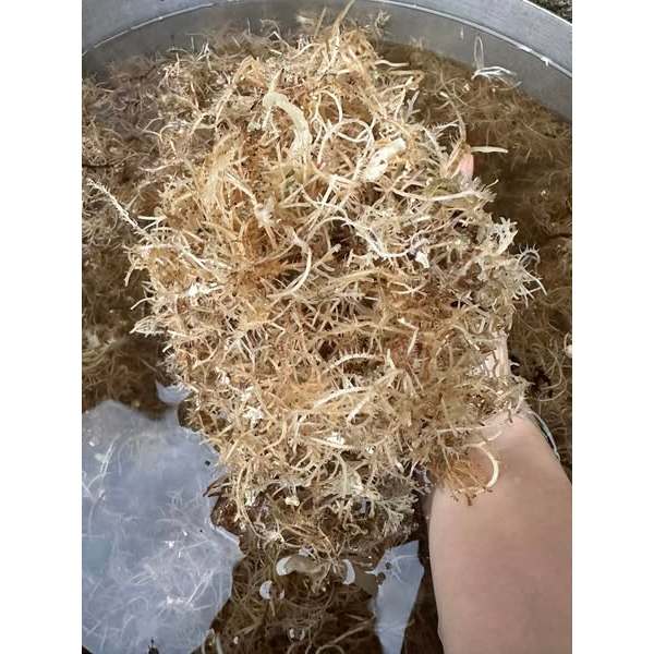 RONG XU XOA ( RONG ĐÔNG LÝ SƠN)- ĐẶC SẢN QUẢNG NGÃI LÝ SƠN