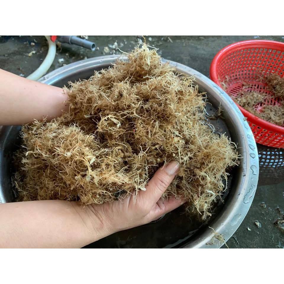 RONG XU XOA ( RONG ĐÔNG LÝ SƠN)- ĐẶC SẢN QUẢNG NGÃI LÝ SƠN