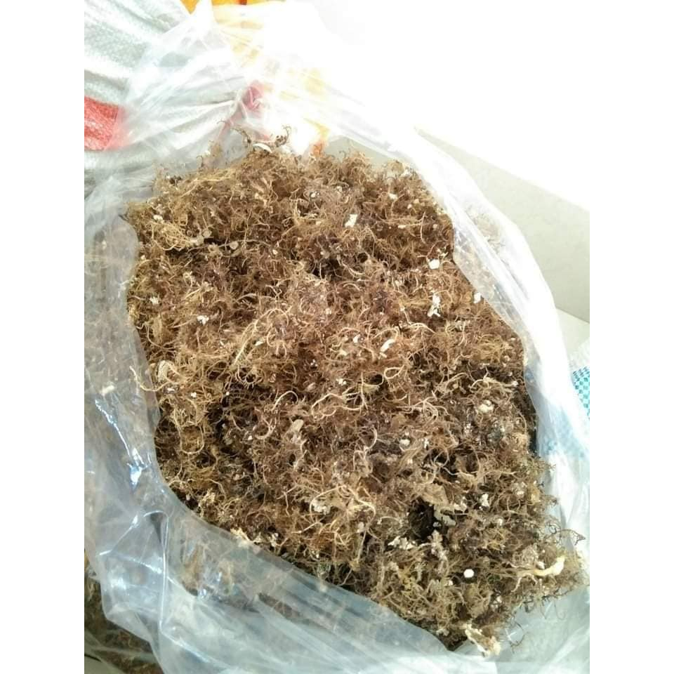 RONG XU XOA ( RONG ĐÔNG LÝ SƠN)- ĐẶC SẢN QUẢNG NGÃI LÝ SƠN