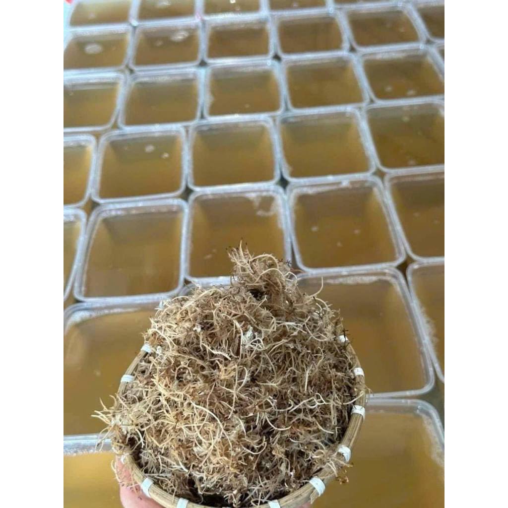 RONG XU XOA ( RONG ĐÔNG LÝ SƠN)- ĐẶC SẢN QUẢNG NGÃI LÝ SƠN
