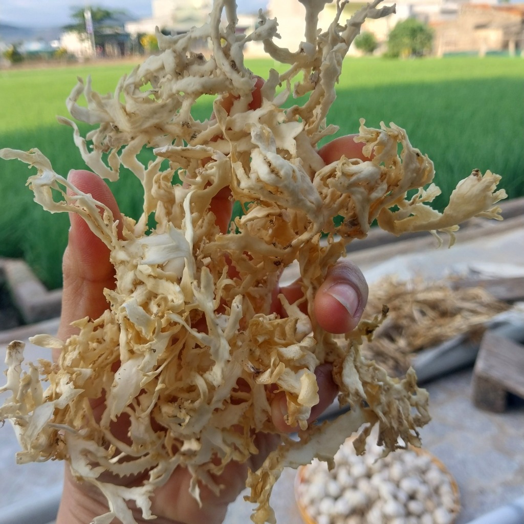 Rong Chân Vịt - đảo Lý Sơn Quảng Ngãi (Nấu rau câu chân vịt)
