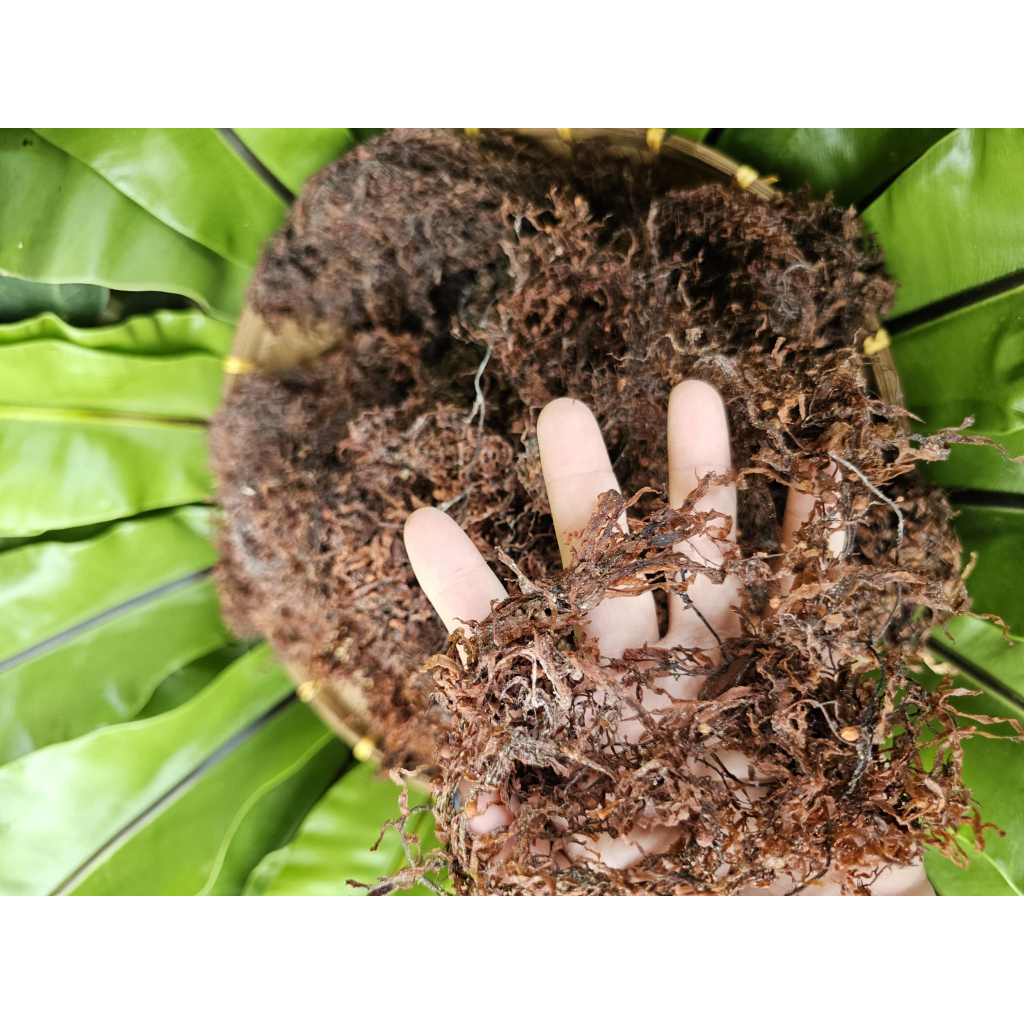 Rong Biển Nấu Nước Sâm Nước Mát (Rong Mơ nấu nước sâm)