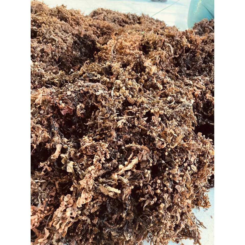Rong Biển Nấu Nước Sâm Nước Mát (Rong Mơ nấu nước sâm)