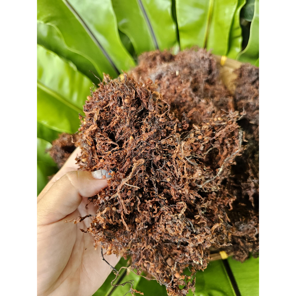 Rong Biển Nấu Nước Sâm Nước Mát (Rong Mơ nấu nước sâm)
