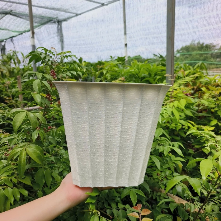 Chậu khía vuông 2 tấc  – Chậu cây nhỏ gọn, form vuông chắc chắn, dễ trồng cây
